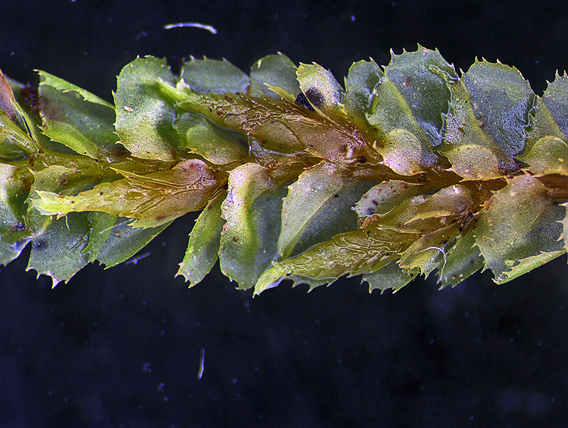 https://www.nzplants.auckland.ac.nz/content/nzplants/en/about/liverworts/some-leafy-liverworts/Plagiochilaceae/Plagiochila-stephensoniana.html